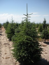 Subalpine Fir